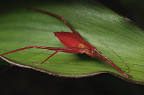 Katydid (Tettigoniidae) juvenile from the montane forests, Pulong Tau National Park, Gunung Murud, Sarawak, Borneo, Malaysia