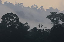 Dawn light over primary lowland rainforest, Royal Belum State Park, Perak, Malaysia