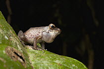 Masked Rough-sided Frog (Hylarana baramica) calling, Gunung Mulu National Park, Sarawak, Borneo, Malaysia