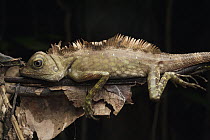 Borneo Anglehead Lizard (Gonocephalus bornensis), Gunung Mulu National Park, Sarawak, Borneo, Malaysia