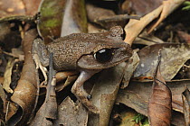Mountain Litter Frog (Leptobrachium montanum) camouflaged in leaf litter, Kinabalu National Park, Sabah, Borneo, Malaysia