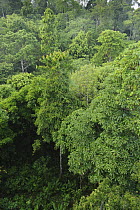 Secondary lowland rainforest canopy, Sepilok Forest Reserve, Sabah, Borneo, Malaysia