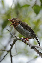 Brown Barbet (Calorhamphus fuliginosus) calling, Sepilok Forest Reserve, Sabah, Borneo, Malaysia