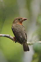 Brown Barbet (Calorhamphus fuliginosus), Sepilok Forest Reserve, Sabah, Borneo, Malaysia