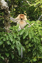 Proboscis Monkey (Nasalis larvatus) sub-adult male calling, Kinabatangan Wildlife Sanctuary, Sabah, Borneo, Malaysia