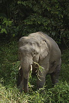 Borneo Pygmy Elephant (Elephas maximus borneensis) male feeding, Kinabatangan Wildlife Sanctuary, Sabah, Borneo, Malaysia