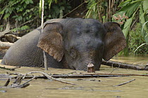 Borneo Pygmy Elephant (Elephas maximus borneensis) male in water, Kinabatangan Wildlife Sanctuary, Sabah, Borneo, Malaysia