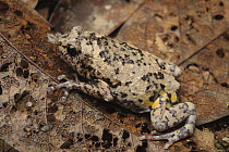 Smooth-fingered Narrow-mouthed Frog (Kaloula baleata), Kinabatangan Wildlife Sanctuary, Sabah, Borneo, Malaysia