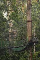 Canopy walk through lowland rainforest, Danum Valley Conservation Area, Sabah, Borneo, Malaysia
