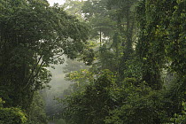 Secondary lowland rainforest showing thick undergrowth of sapling trees, Danum Valley Conservation Area, Sabah, Borneo, Malaysia