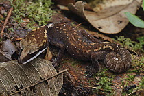 Cat Gecko (Aeluroscalabotes felinus), Gunung Penrissen, Sarawak, Borneo, Malaysia