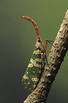 Lanternfly (Pyrops candelaria), Cuc Phuong National Park, Ninh Binh, Vietnam