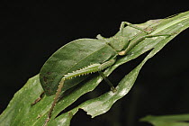 Katydid (Hemigyrus sp) mimicking leaf, Cuc Phuong National Park, Ninh Binh, Vietnam