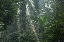 Lowland rainforest with sunrays cutting through mist, Cuc Phuong National Park, Ninh Binh, Vietnam