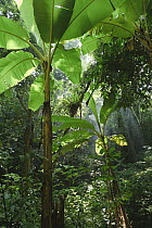Banana (Musa sp) growing in a rainforest clearing, Cuc Phuong National Park, Ninh Binh, Vietnam