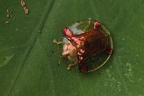 Chrysomelid Beetle (Aspidimorpha sanctaecrucis), Cuc Phuong National Park, Ninh Binh, Vietnam