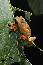 Harlequin Flying Tree Frog (Rhacophorus pardalis), Kinabatangan Wildlife Sanctuary, Sabah, Borneo, Malaysia