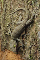 Green-eyed Gecko (Gekko smithi), Kinabatangan Wildlife Sanctuary, Sabah, Borneo, Malaysia