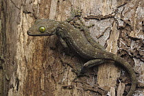 Green-eyed Gecko (Gekko smithi), Kinabatangan Wildlife Sanctuary, Sabah, Borneo, Malaysia