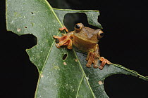 Harlequin Flying Tree Frog (Rhacophorus pardalis), Kinabatangan Wildlife Sanctuary, Sabah, Borneo, Malaysia