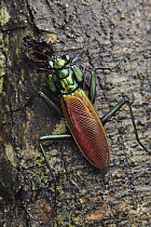 Praying Mantis (Metallyticus splendidus), Maliau Basin, Sabah, Borneo, Malaysia