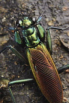 Praying Mantis (Metallyticus splendidus), Maliau Basin, Sabah, Borneo, Malaysia