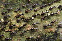 Termite (Hospitalitermes sp) workers flanked by soldiers, transporting food balls back to their colony, Danum Valley Conservation Area, Sabah, Borneo, Malaysia