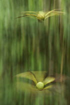 Kapur (Dryobalanops lanceolata) seeds falling to forest floor, Danum Valley Conservation Area, Sabah, Borneo, Malaysia