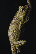 Borneo Anglehead Lizard (Gonocephalus bornensis), Danum Valley Conservation Area, Sabah, Borneo, Malaysia