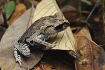 Lowland Litter Frog (Leptobrachium abbotti), Kubah National Park, Sarawak, Borneo, Malaysia