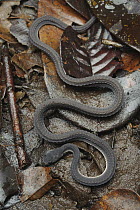 Rough-backed Litter Snake (Xenodermus javanicus), Kubah National Park, Sarawak, Borneo, Malaysia