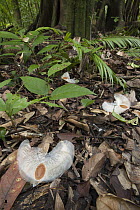 Climbing Gourd (Alsomitra macrocarpa) seeds on the forest floor, Kubah National Park, Sarawak, Borneo, Malaysia