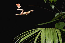 Harlequin Flying Tree Frog (Rhacophorus pardalis) gliding, Kubah National Park, Sarawak, Borneo, Malaysia