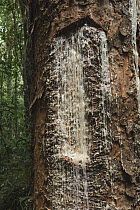 Almaciga (Agathis philippinensis) resin exuding from a cut made in the trunk used to manufacture varnish, paints, and adhesives, Sultan's Peak, Palawan, Philippines