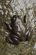 Philippine Flat-headed Frog (Barbourula busuangensis) camouflaged on rock, Sultan's Peak, Palawan, Philippines