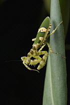 Flower Mantis (Creobroter sp), Mount Victoria, Palawan, Philippines