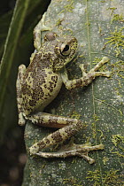 Mossy Tree Frog (Rhacophorus everetti), Mount Victoria, Palawan, Philippines
