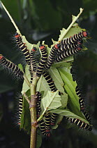 Noctuid Moth (Asota plana) caterpillars feeding on True Fig Shell (Ficus variegata) leaves, Kuching, Sarawak, Borneo, Malaysia