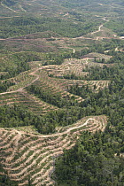 Lowland rainforest on hilly terrain is cleared and terraced for planting of oil palm, Keningau, Sabah, Borneo, Malaysia
