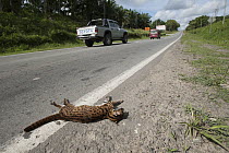 Leopard Cat (Prionailurus bengalensis) roadkill beside a highway, Telupid, Sabah, Borneo, Malaysia