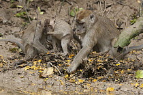 Long-tailed Macaque (Macaca fascicularis) troop feeds on oil palm nuts washed downriver from a plantation, Kinabatangan Wildlife Sanctuary, Sabah, Borneo, Malaysia
