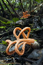 Stinkhorn (Clathrus sp) mushrooms growing in the rich decaying humus of Mount Kinabalu's montane rainforest, Kinabalu National Park, Sabah, Borneo, Malaysia
