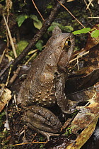 Kobayashi's Horned Frog (Megophrys kobayashii), Kinabalu National Park, Sabah, Borneo, Malaysia