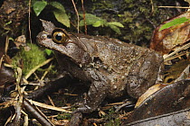 Kobayashi's Horned Frog (Megophrys kobayashii), Kinabalu National Park, Sabah, Borneo, Malaysia