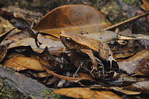 Malaysian Grainy Frog (Kalophrynus baluensis) camouflaged in leaf litter, Kinabalu National Park, Sabah, Borneo, Malaysia