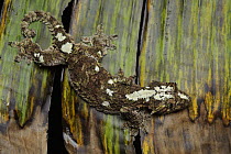 Sabah Flying Gecko (Ptychozoon rhacophorus), Kinabalu National Park, Sabah, Borneo, Malaysia