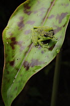 Mindanao Splash Frog (Staurois natator), Danum Valley Conservation Area, Sabah, Borneo, Malaysia