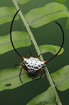 Spiked Spider (Gasteracantha sp), Semengoh Wildlife Rehabilitation Centre, Sarawak, Borneo, Malaysia