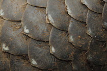 Malayan Pangolin (Manis javanica) scales, Gunung Penrissen, Sarawak, Borneo, Malaysia