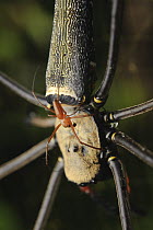 Giant Wood Spider (Nephila maculata) male is dwarfed by a gigantic female, Gunung Penrissen, Sarawak, Borneo, Malaysia